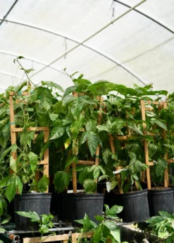 Passion Fruit Vine ‘Purple Possum’ (Passiflora Edulis) -Sowexotic Shop Purplepassionfruit