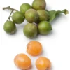 Spanish Lime, Quenepa (Melicoccus Bijugatus)