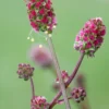 Salad Burnet (Sanguisorba Minor)