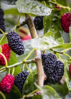 Mulberry 'Shangri La' (Morus Alba X Rubra) -Sowexotic Shop Shangri La Mulberry Fruit