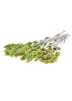 Greek Mountain Tea (Sideritis Scardica) -Sowexotic Shop Sideritis greek mountain tea herb white background fresh picked