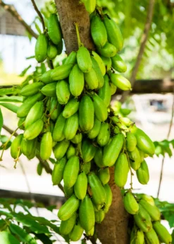 Bilimbi (Averrhoa Bilimbi) -Sowexotic Shop Sow Exotic Plant Nursery Averrhoabilimbi 1