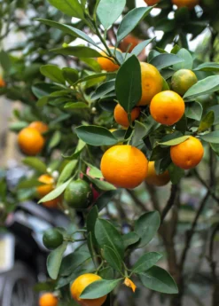 Calamondin (Citrus × Citrofortunella Microcarpa) -Sowexotic Shop Sow Exotic Plant Nursery Calamondin