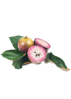 Purple Caimito, Star Apple (Chrysophyllum Cainito) -Sowexotic Shop Sow Exotic Plant Nursery cainito