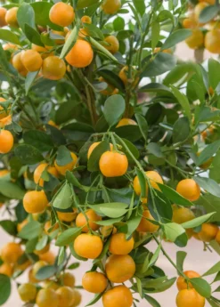 Calamondin (Citrus × Citrofortunella Microcarpa)