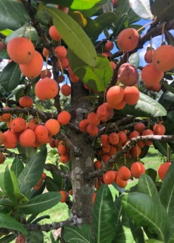 Imbe (Garcinia Livingstonei) 8 Imbe (Garcinia Livingstonei) -Sowexotic Shop Sow Exotic Plant Nursery imbe