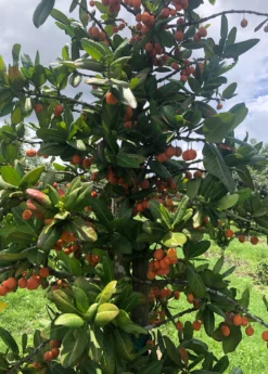 Imbe (Garcinia Livingstonei) 7 Imbe (Garcinia Livingstonei) -Sowexotic Shop Sow Exotic Plant Nursery imbe 1