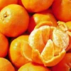 Ponkan Mandarin, Chinese Honey Orange (Citrus Poonensis)