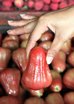 Malay Apple (Syzygium Malaccense) 6 Malay Apple (Syzygium Malaccense) -Sowexotic Shop Sow Exotic Plant Nursery redmalayappleSyzygiummalaccense 3