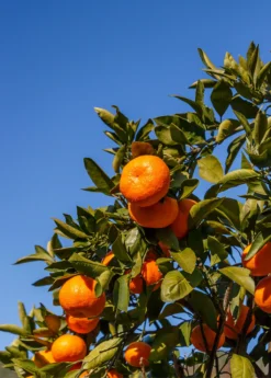 Satsuma Mandarin (Citrus Unshiu) -Sowexotic Shop Sow Exotic Plant Nursery satsuma