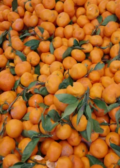 Satsuma Mandarin (Citrus Unshiu) -Sowexotic Shop Sow Exotic Plant Nursery satsuma 2