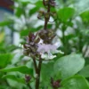 Thai Basil (Ocimum Basilicum Var. Thyrsiflora)