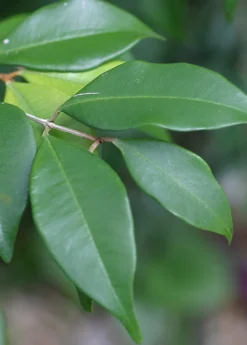 Spice Wood (Myrcia Neopallens, Syn. Calyptranthes Pallens) 7 Spice Wood (Myrcia Neopallens, Syn. Calyptranthes Pallens) -Sowexotic Shop SpiceWoodNativeFruitTreesforSale SowExotic.com 1