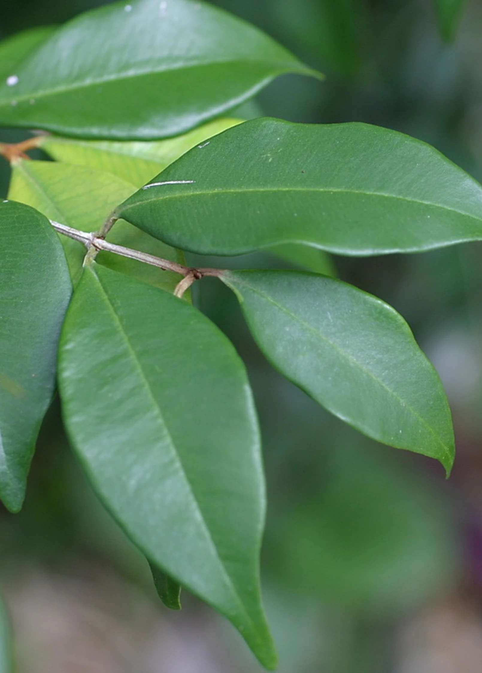 Spice Wood (Myrcia Neopallens, Syn. Calyptranthes Pallens) 4 Spice Wood (Myrcia Neopallens, Syn. Calyptranthes Pallens) - Image 4