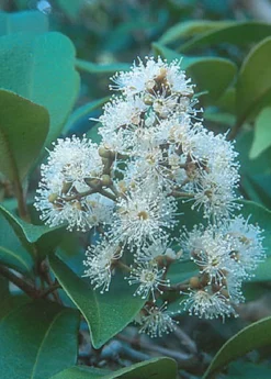 Spice Wood (Myrcia Neopallens, Syn. Calyptranthes Pallens) 6 Spice Wood (Myrcia Neopallens, Syn. Calyptranthes Pallens) -Sowexotic Shop SpiceWoodNativeFruitTreesforSale SowExotic.com 2