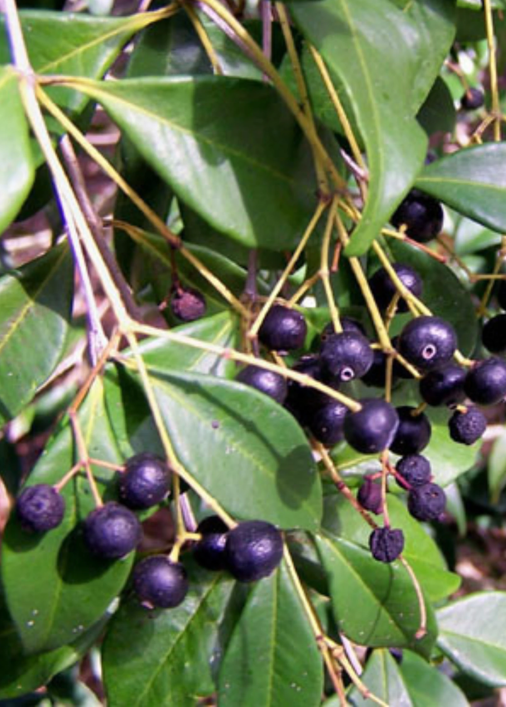 Spice Wood (Myrcia Neopallens, Syn. Calyptranthes Pallens) 2 Spice Wood (Myrcia Neopallens, Syn. Calyptranthes Pallens) - Image 2