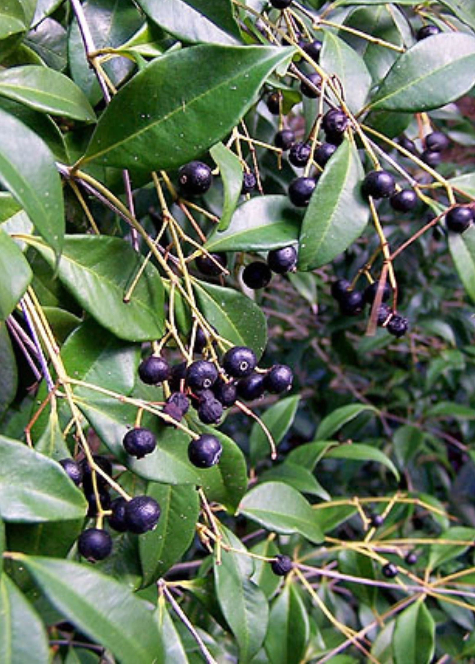 Spice Wood (Myrcia Neopallens, Syn. Calyptranthes Pallens) 1 Spice Wood (Myrcia Neopallens, Syn. Calyptranthes Pallens)