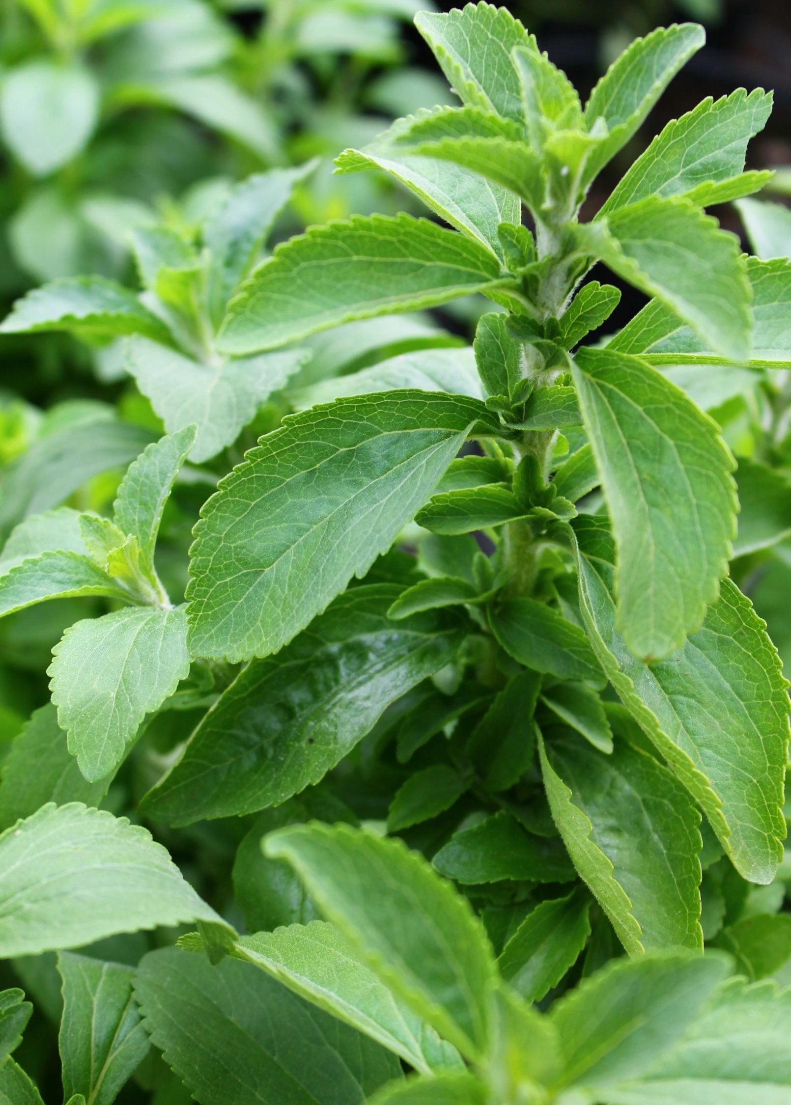 Stevia (Stevia Rebaudiana) 1 Stevia (Stevia Rebaudiana)