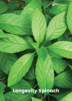 Summer Greens Bundle: Malabar Spinach, Molokhia, Longevity Spinach & Lagos Spinach -Sowexotic Shop SummerGreensBundle LongevitySpinach OkinawaSpinach LagosSpinachPlantsForSale SowExotic.com 1