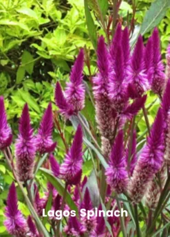 Summer Greens Bundle: Malabar Spinach, Molokhia, Longevity Spinach & Lagos Spinach -Sowexotic Shop SummerGreensBundle LongevitySpinach OkinawaSpinach LagosSpinachPlantsForSale SowExotic.com 2
