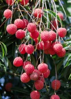 Lychee 'Sweetheart' (Litchi Chinensis) -Sowexotic Shop SweetheartLycheesowexoticplantNursery