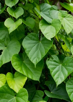 Giloy Vine (Tinospora Cordifolia)
