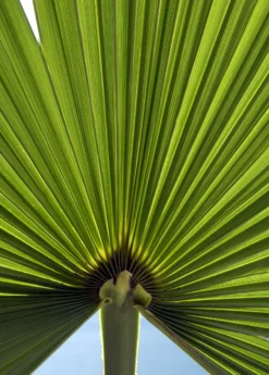 Windmill Palm (Trachycarpus Fortunei) -Sowexotic Shop Trachycarpusfortunei chinesewindmillpalm