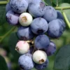 Blueberry 'Sweetcrisp' (Vaccinium Corymbosum)