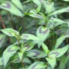 Vietnamese Coriander (Persicaria Odorata)