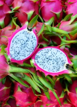 Dragon Fruit, White 'Vietnamese Jaina' (Hylocereus Undatus) -Sowexotic Shop Vietnamese Jaina White Dragon Fruit 659c1d97 30ce 4830 a831 2fc360c2bbba