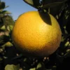 Westin Sweet Orange (Citrus X Aurantium L.)