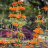 Wild Dagga (Leonotis Leonurus)