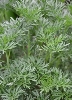 Wormwood (Artemisia Absinthium)