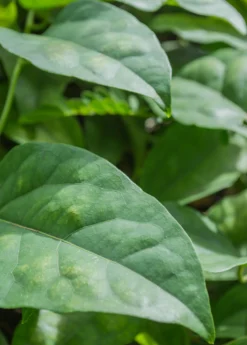 Yanang, Grass Jelly Vine (Tiliacora Triandra) -Sowexotic Shop Yanang GrassJellyVine Tiliacoratriandra PerennialVine medicinalherb sowexoticplantnursery