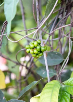 Yanang, Grass Jelly Vine (Tiliacora Triandra) -Sowexotic Shop Yanang GrassJellyVine Tiliacoratriandra PerennialVine medicinalherb sowexoticplantnursery 1