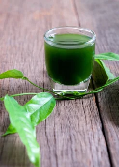 Yanang, Grass Jelly Vine (Tiliacora Triandra) -Sowexotic Shop Yanang GrassJellyVine Tiliacoratriandra PerennialVine medicinalherb sowexoticplantnursery 3