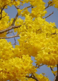 Yellow Tabebuia (Tabebuia Spp.) -Sowexotic Shop YellowTabebuiaTreeforSale SowExotic.com