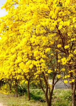 Yellow Tabebuia (Tabebuia Spp.)