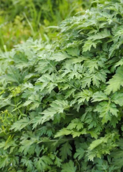 Yomogi (Artemisia Princeps)