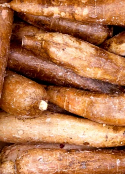 Yuca Root (Manihot Esculenta) -Sowexotic Shop Yuca Root Manihot esculenta Yuca root