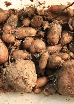 Sowexotic Shop -Sowexotic Shop african Potato Mint Plants for Sale SowExotic