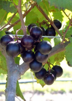Muscadine Grape 'Alachua' (Vitis Rotundifolia) -Sowexotic Shop alachua muscadine grape plant for sale
