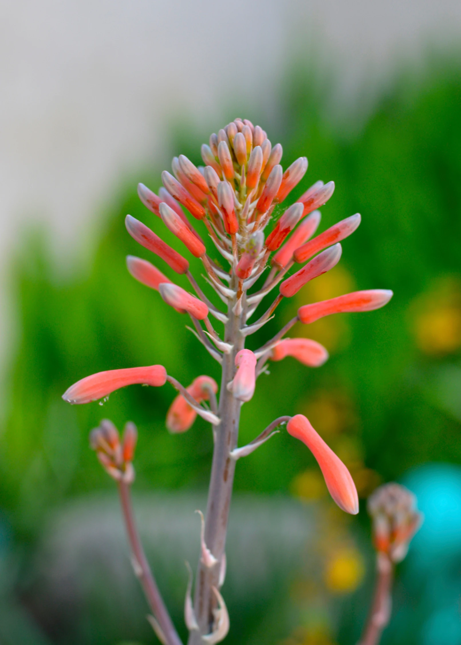 Aloe (Aloe Vera) 6 Aloe (Aloe Vera) - Image 6