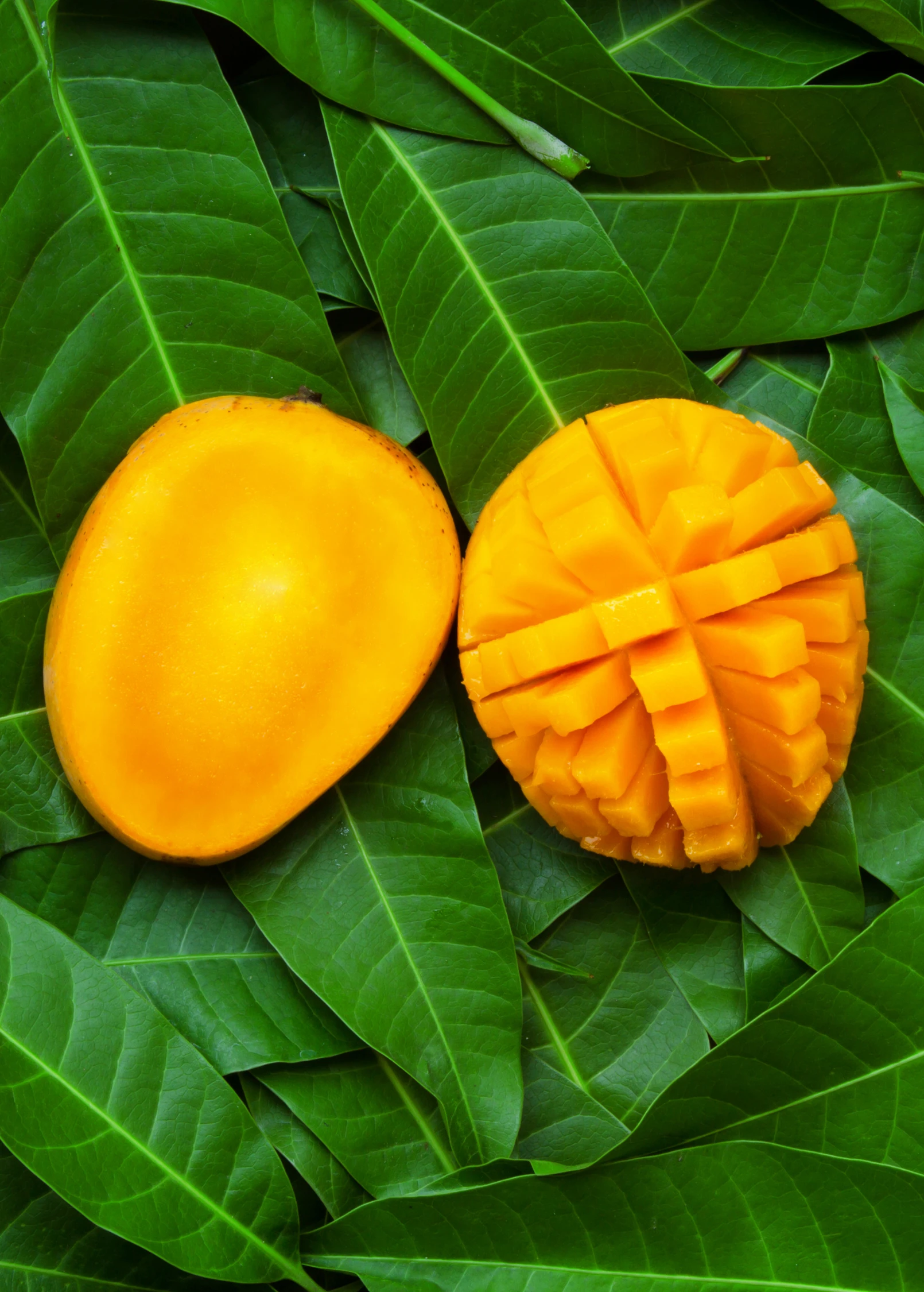 Mango 'Angie' (Mangifera Indica) 1 Mango 'Angie' (Mangifera Indica)