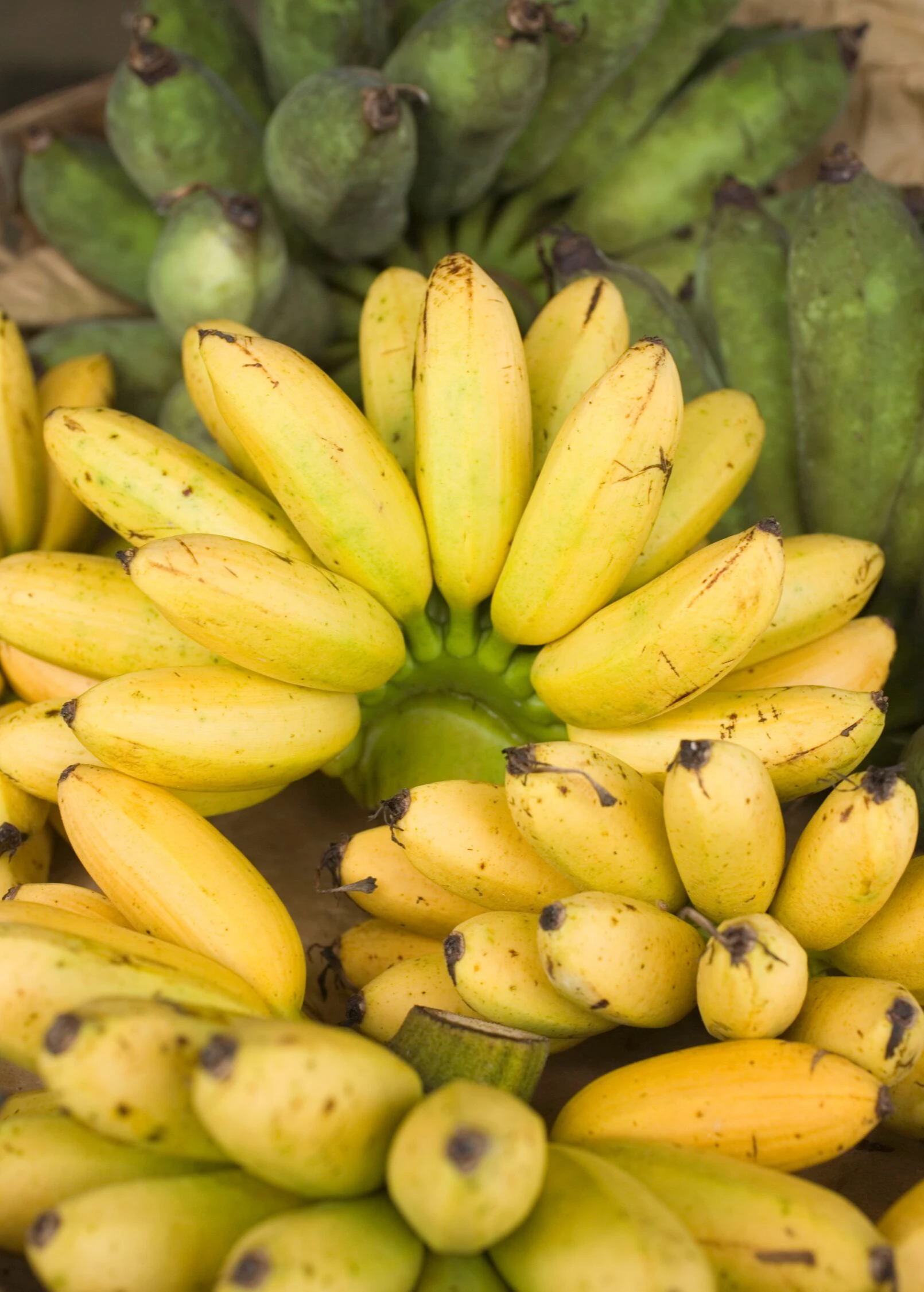Banana 'Manzano' Apple Banana (Musa Acuminata) 1 Banana 'Manzano' Apple Banana (Musa Acuminata)