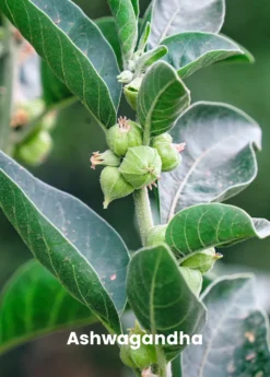 Adaptogen Herb Bundle: Gotu Kola, Skullcap, Ashwagandha, Tulsi 8 Adaptogen Herb Bundle: Gotu Kola, Skullcap, Ashwagandha, Tulsi -Sowexotic Shop ashwaganda plant for sale SowExotic.com