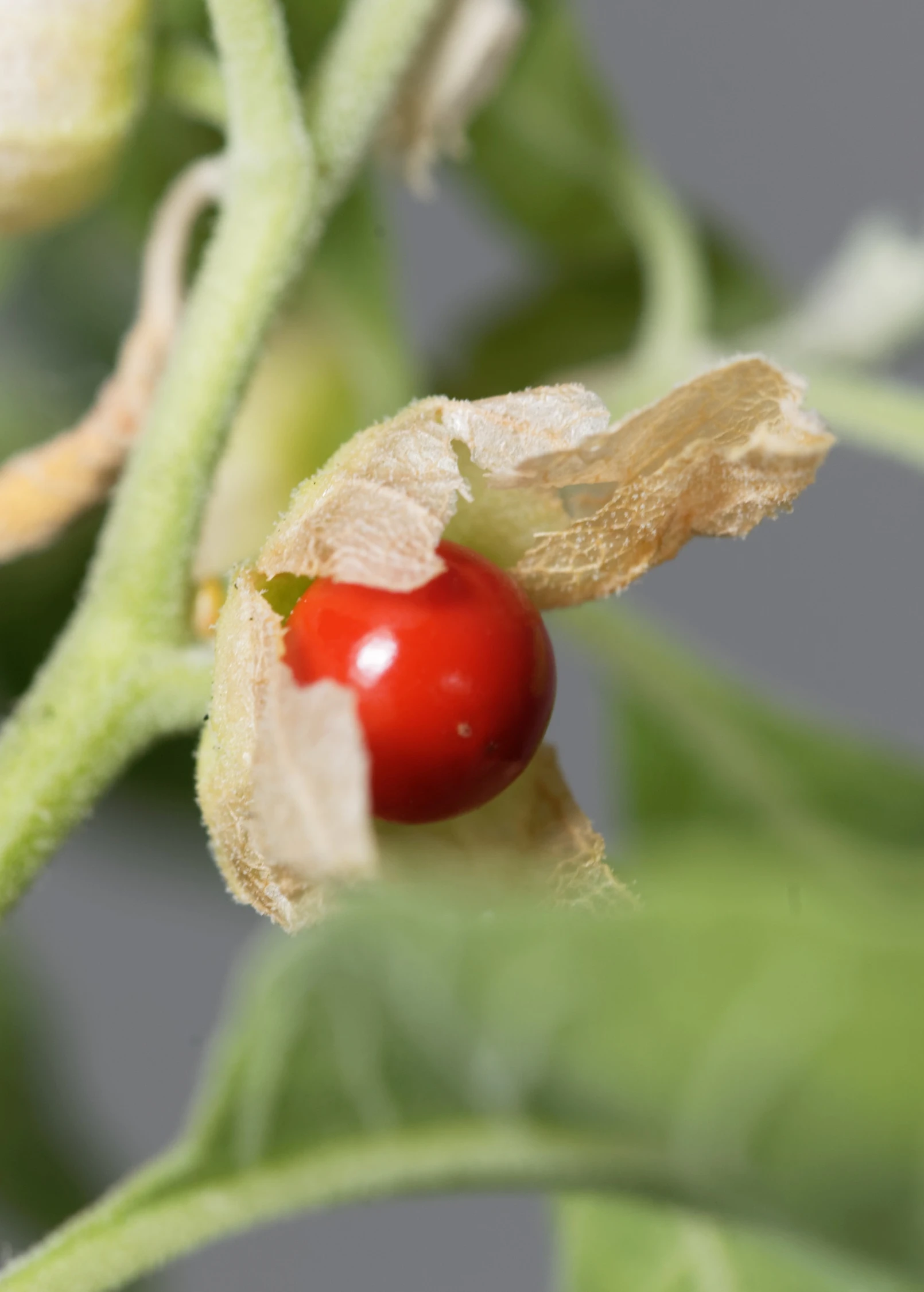 Ashwagandha (Withania Somnifera) 3 Ashwagandha (Withania Somnifera) - Image 3