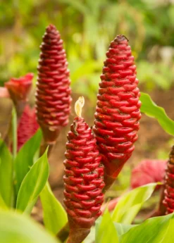 Awapuhi Shampoo Ginger (Zingiber Zerumbet) -Sowexotic Shop awapuhi ginger plant sow exotic 1610px X 2250px