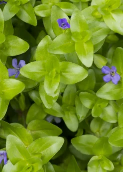 Brahmi (Bacopa Monnieri) -Sowexotic Shop bacopa brahmi 1610px X 2250px 513347a6 0c8f 41f3 b7d9 e22c91848688
