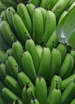 Banana 'Grand Nain' (Musa Acuminata) -Sowexotic Shop bananafruittreesowexoticnursery 2
